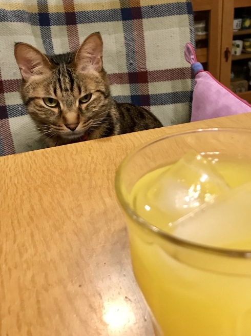 c0362401_16554968.jpeg