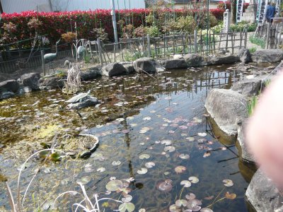 竹鼻の本覚寺での幸種市に自転車で行ってみた_c0024502_2241482.jpg