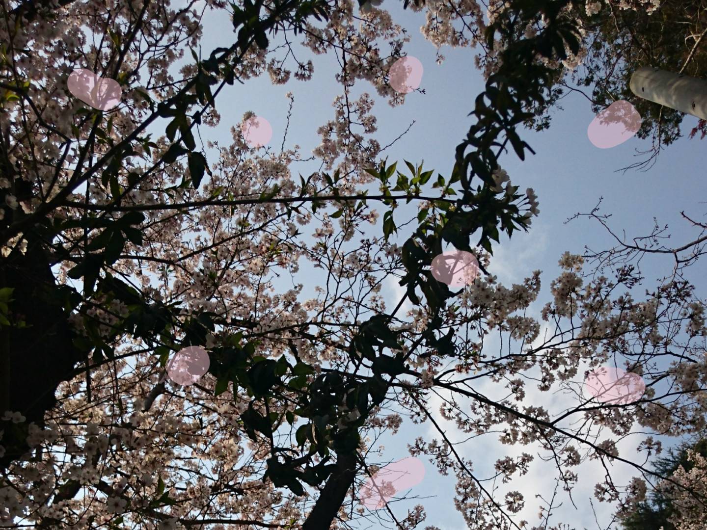 a0032303_16431695.jpg