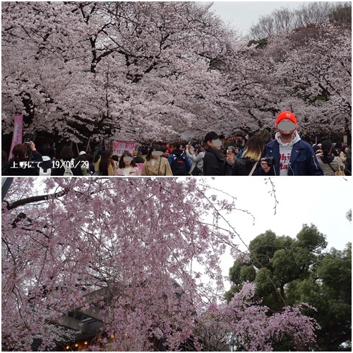 三月のお花見_c0051105_20532265.jpg
