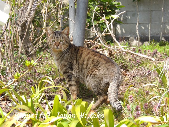 枝垂れ桜の咲く下にﾟ☆､･：`☆･･ﾟ･ﾟ☆。。黄梅院　飯田市_c0067206_20181715.jpg