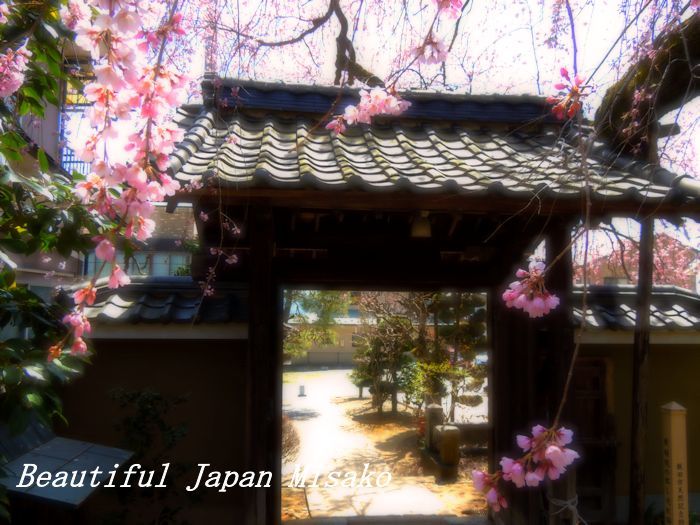 黄梅院の愛らしい桜の花に･ﾟ☆､･：`☆･･ﾟ･ﾟ☆。。_c0067206_20380661.jpg