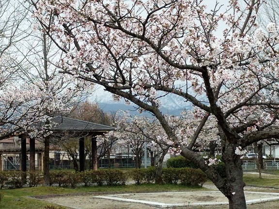 桜_c0112206_22075971.jpg