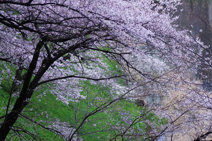 北の丸公園　桜　１　メジロ_b0151409_21255726.jpg