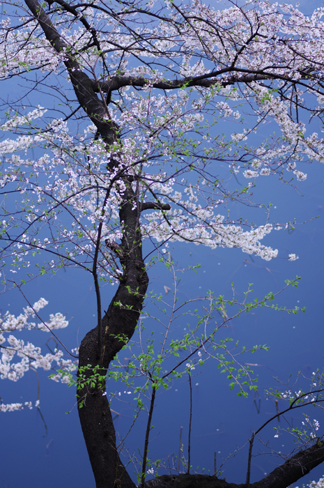 北の丸公園　桜　１　メジロ_b0151409_21270529.jpg