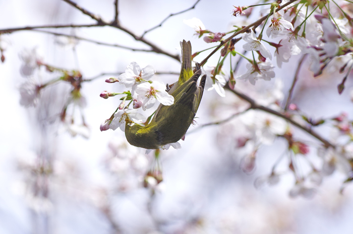 北の丸公園　桜　１　メジロ_b0151409_21275184.jpg