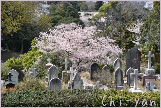 春の横浜 「港の見える丘公園」「赤レンガ倉庫」_e0219011_08492928.jpg