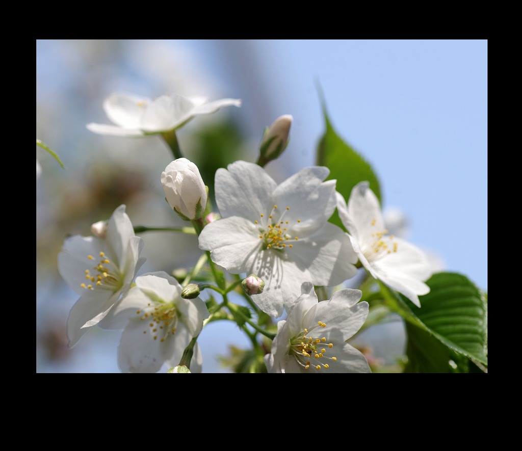 桜三昧_d0147812_21105231.jpg