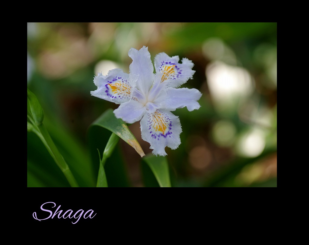 桜三昧_d0147812_21164348.jpg