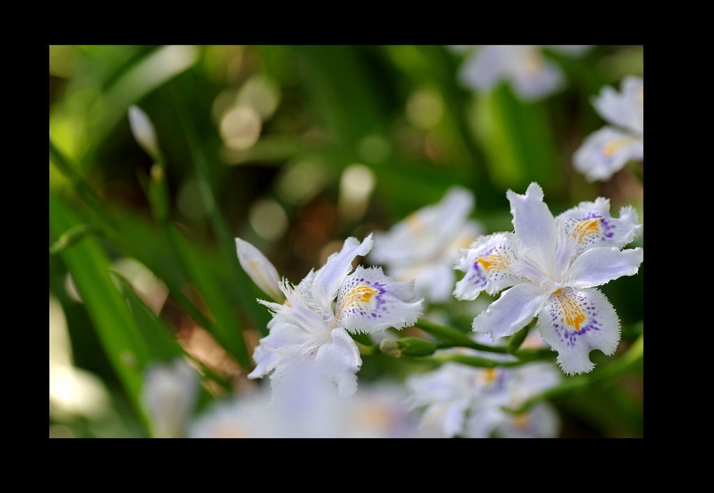桜三昧_d0147812_21165278.jpg