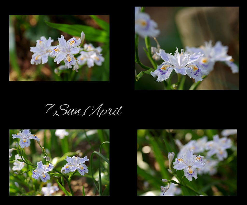 桜三昧_d0147812_2117455.jpg