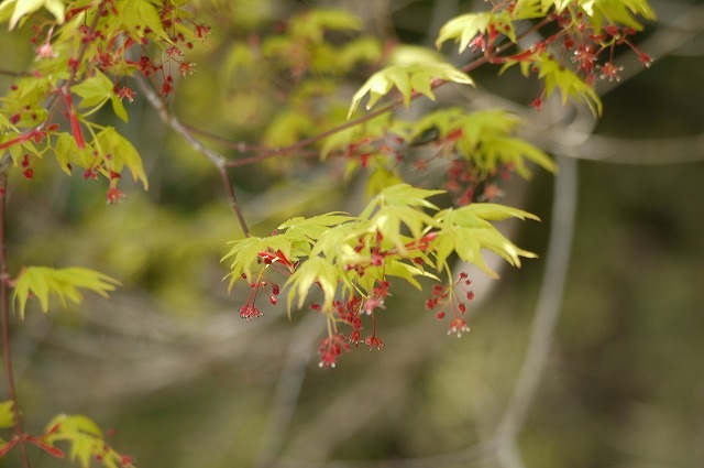 花見から山笑う季節へ_b0176815_22265687.jpg