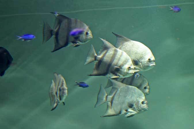 葛西臨海水族園：カリブ海②～サンゴ礁の多彩な魚たち_b0355317_11325276.jpg