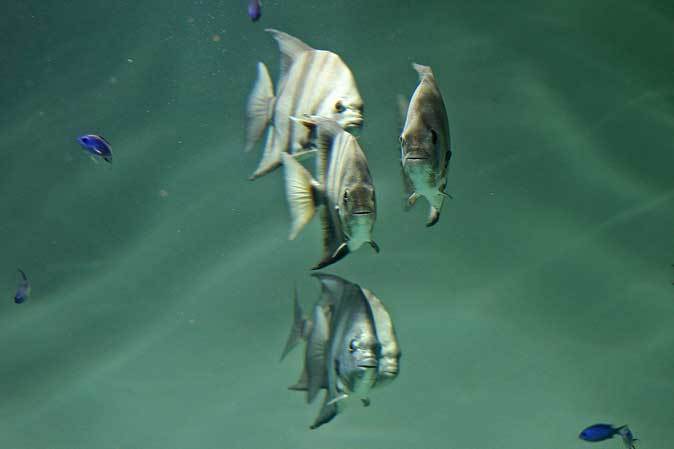 葛西臨海水族園：カリブ海②～サンゴ礁の多彩な魚たち_b0355317_11335443.jpg