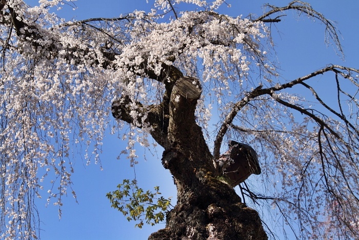 清雲寺の枝垂桜　4月4日_d0026817_18492463.jpg