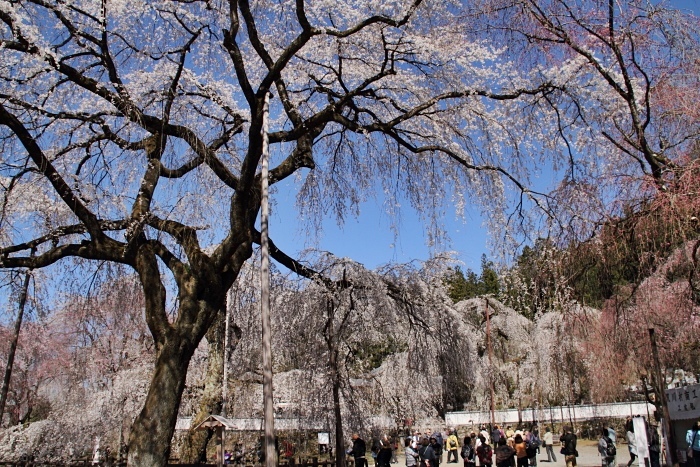 清雲寺の枝垂桜　4月4日_d0026817_18592365.jpg