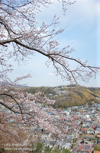 さくら*2019_d0083623_20173869.jpg