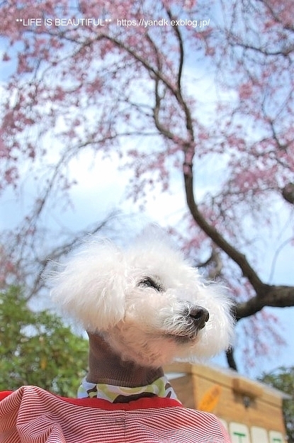さくら*2019_d0083623_20175050.jpg