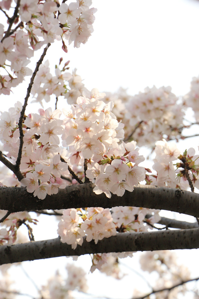 桜・さくら・サクラ_e0211826_20464749.jpg