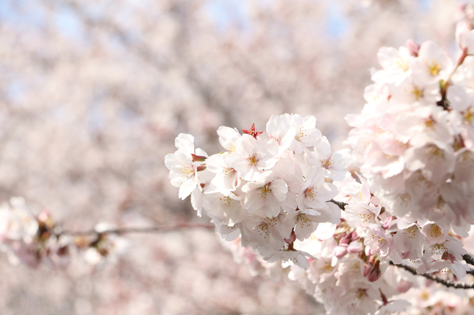 桜・さくら・サクラ_e0211826_20472129.jpg