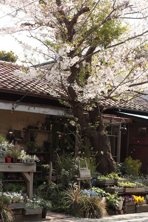 草花屋 苔丸さんへ バスにて鎌倉山へgo 旅の途中にて