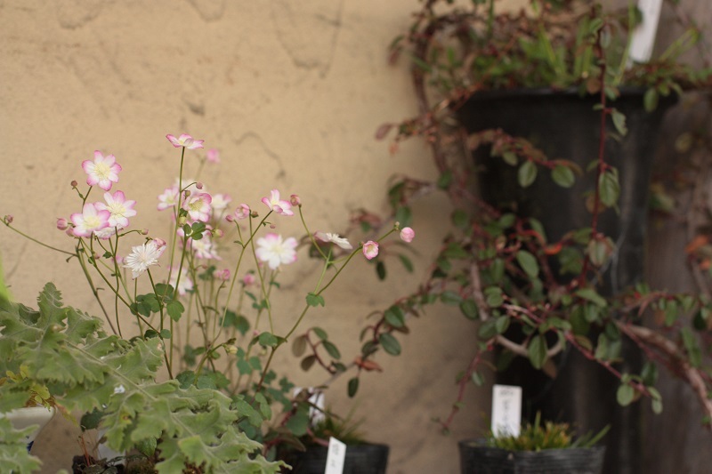 草花屋 苔丸さんへ バスにて鎌倉山へgo 旅の途中にて 草花屋 苔丸さんへ バスにて鎌倉山へgo 旅の途中にて