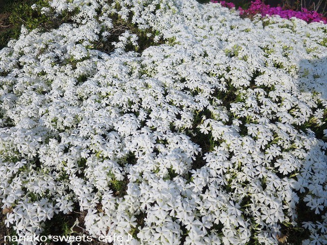 d0147030_20005259.jpg