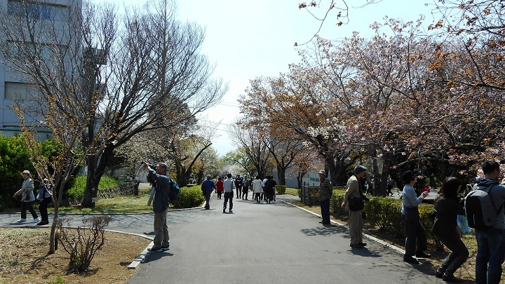 「遺伝研」の花見とは_f0008831_22440403.jpg