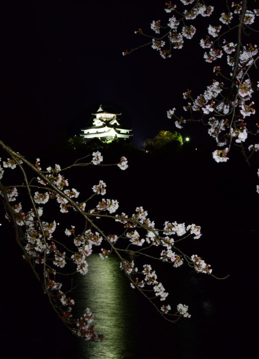 犬山城と夜桜_b0224632_22573847.jpg