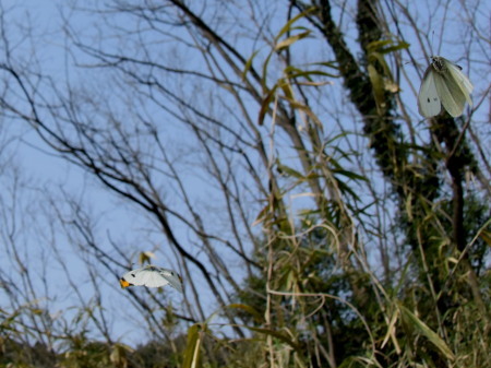 c0353632_16533269.jpg