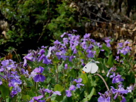 c0353632_16553218.jpg