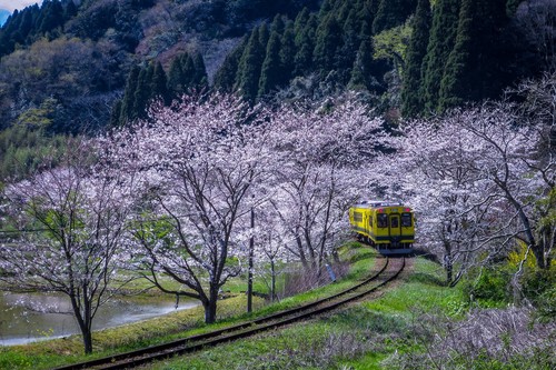 2019.4.4満開の桜のトンネルを進むイエロートレイン(いすみ鉄道東総元駅付近)_e0321032_19294328.jpg