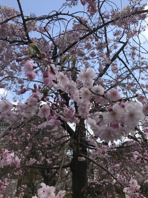 大阪城公園で桜のお花見 Part1_f0028132_21293342.jpg