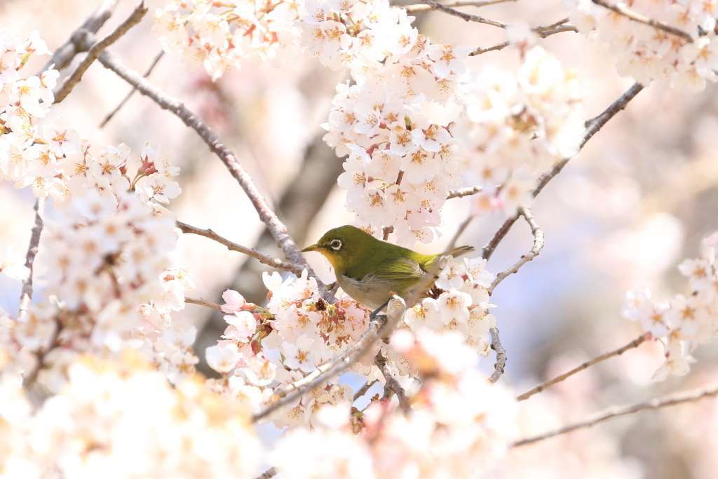 戸津辺の桜_b0189733_23132988.jpg