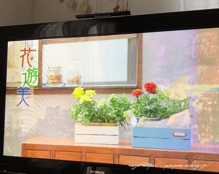 NHK『趣味の園芸』100均リメイク木箱の紹介♪DIYクリエイターとして出演_f0023333_23061791.jpg