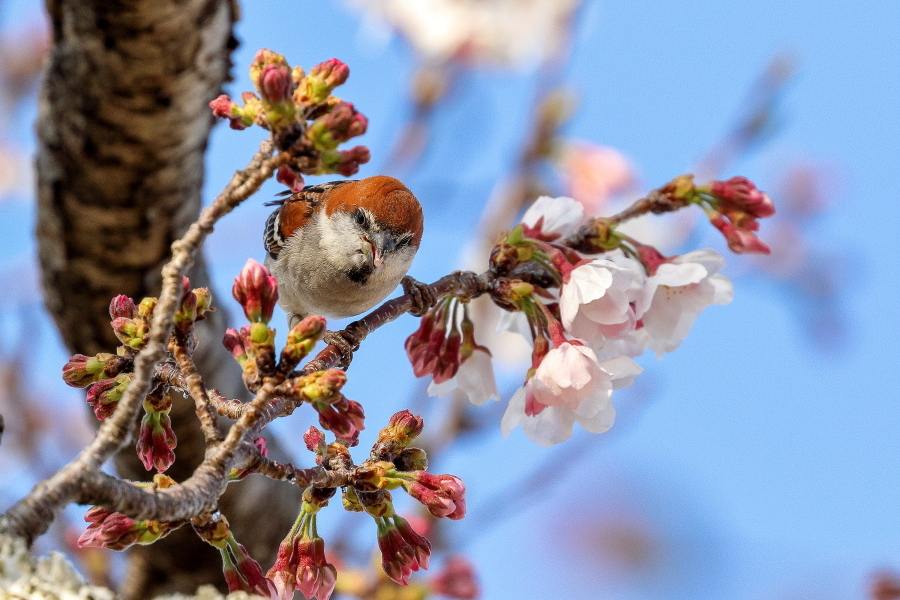 桜とニュウナイスズメ_d0377637_08580717.jpg