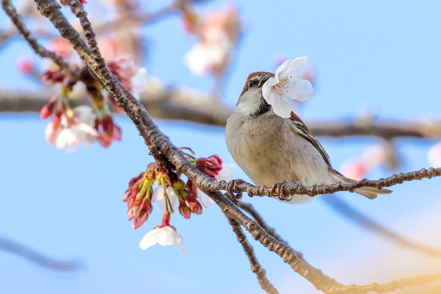 桜とニュウナイスズメ_d0377637_08581597.jpg