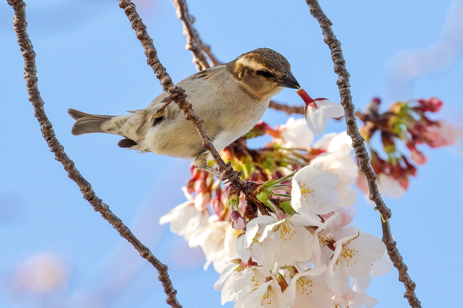 桜とニュウナイスズメ_d0377637_08582320.jpg