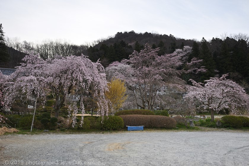 長瀞 法善寺 枝垂れ桜_e0362037_09590520.jpg