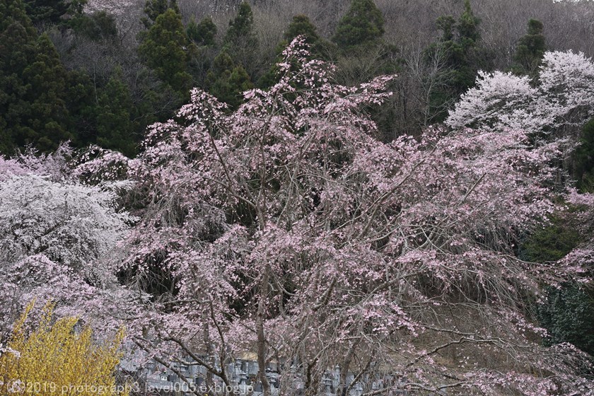 長瀞 法善寺 枝垂れ桜_e0362037_09590843.jpg