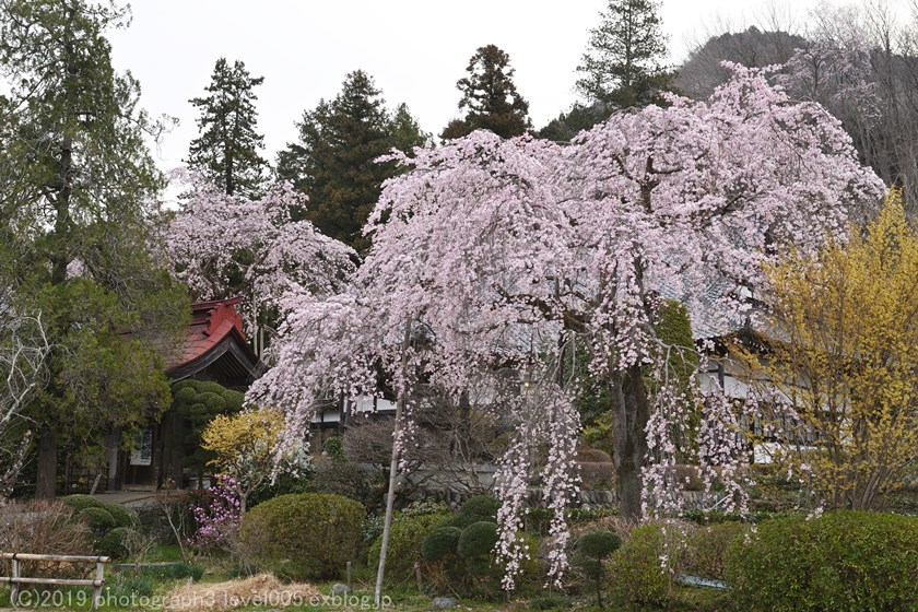 長瀞 法善寺 枝垂れ桜_e0362037_09591110.jpg