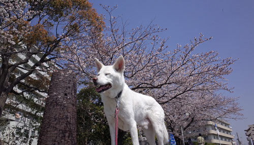 a0117039_22242358.jpg