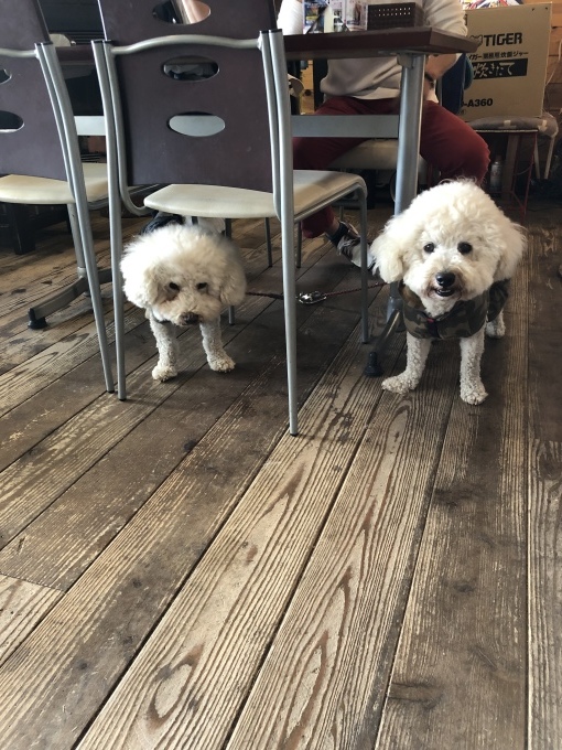 b0369239_17312664.jpeg