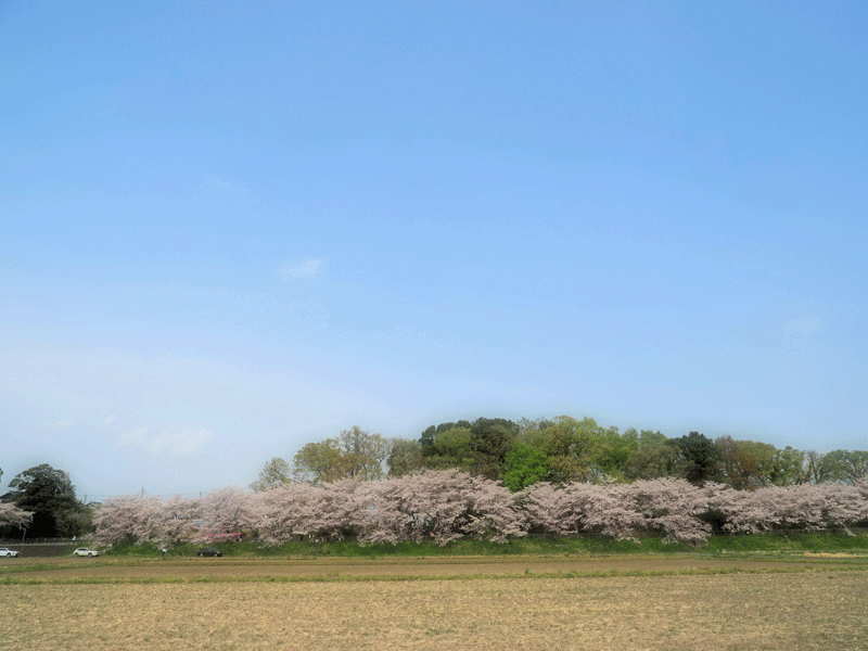 d0290240_16524819.gif