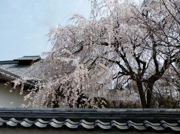 本満寺の枝垂れ桜_b0299042_14480718.jpg