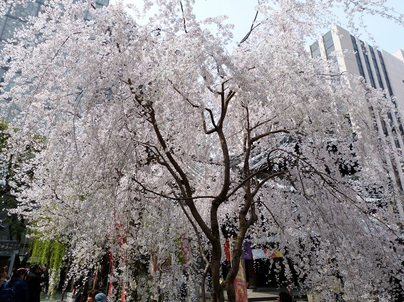 六角堂の桜 彩の気まぐれ写真