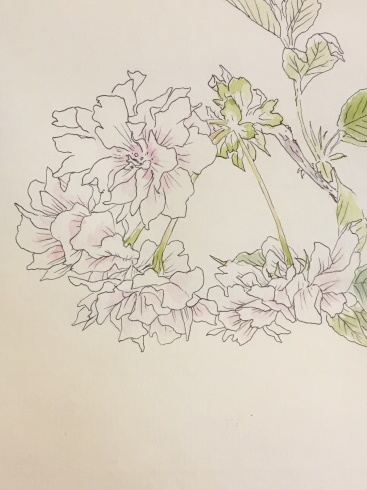 八重桜。 : 『一日一畫』 日本画家池上紘子