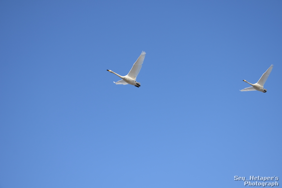 f0166545_20235736.jpg