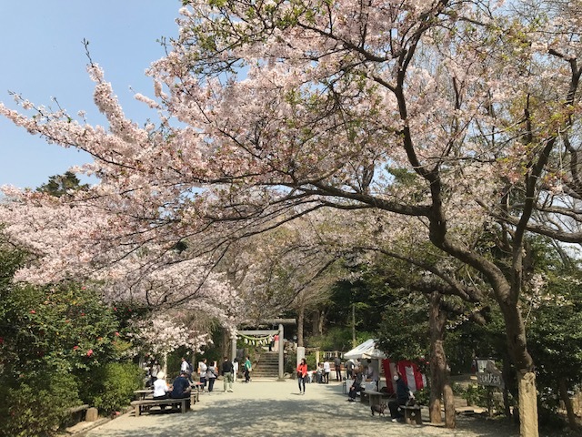 鎌倉の桜も見納め_c0343447_23022446.jpg