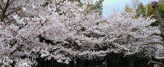 c0203348_13553267.jpg